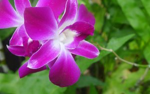 Visite conseil, Feng Shui pour les Particuliers.