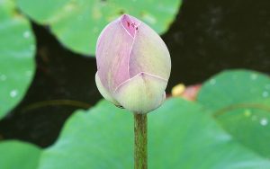 Étude complète, Feng Shui pour les Particuliers.