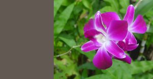 Visite conseil, Feng Shui pour les Particuliers.