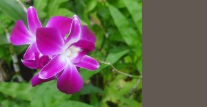 Visite conseil, Feng Shui pour les Particuliers.