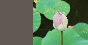 Étude complète, Feng Shui pour les Particuliers.