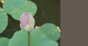 Étude complète, Feng Shui pour les Particuliers.