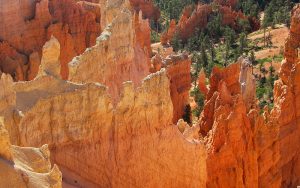 Géobiologie pour les Particuliers, Le diagnostic