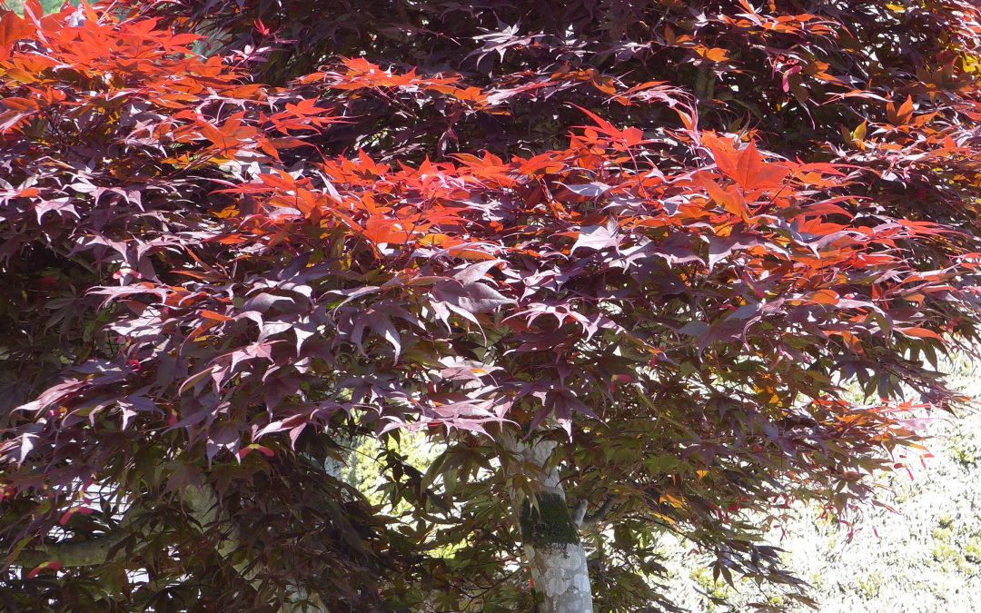 Feng Shui :  LA FORCE DU « MÉTAL » INFLUENCE VOS DÉSIRS DE CHANGEMENTS !