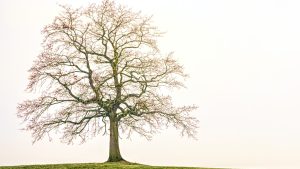 La saison d'hiver