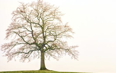 Harmonisons notre énergie avec la saison d’hiver !