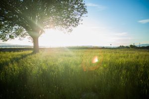 Le printemps
