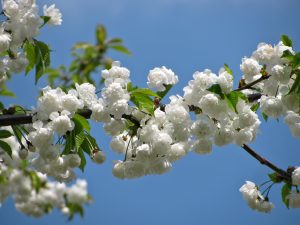 Cultiver la vitalité